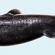 Image for article titled Scientists Officially Pronounce the "Ninja Lanternshark" a New Species